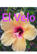 Portada del libro "El Velo"