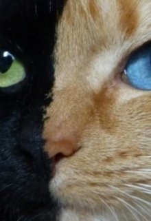 Книга. "Котячі очі" читати онлайн