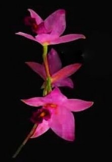 Laelia anceps Mafia 