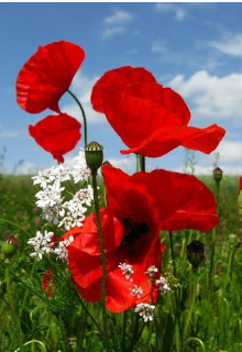 Amapolas rojas 