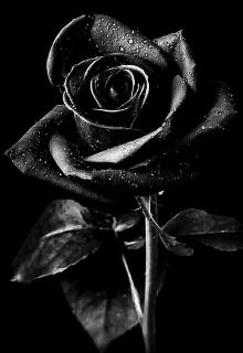Libro. "Una rosa negra para el alfa " Leer online