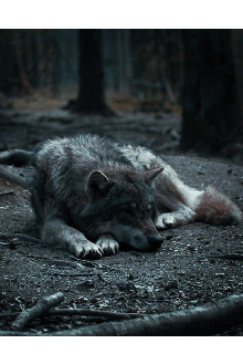 Libro. "Lonely Wolf:todo un desconocido " Leer online