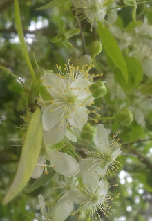 El Majestuoso Shajara