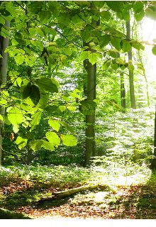 Millones de canciones dedicadas a el amor de mi vida.