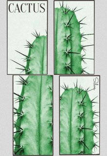 Cactus. 