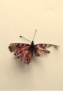 Estudios sobre la Transgresión y el Hastío.