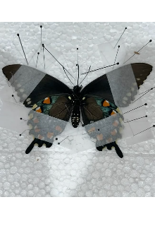 ‎la Mecánica de la Erosión.