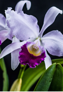 Orquídeas 