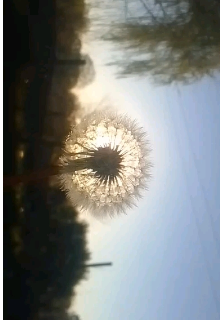 He vuelto 