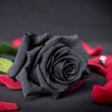 Rosa negra 