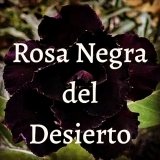 Rosa Negra del Desierto