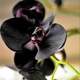 Orquidea Black