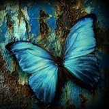Blue-butterfly