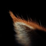 Dandalion