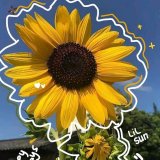 sunflowerr
