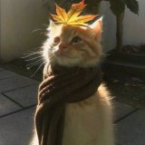 Nyxen