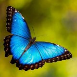 Eli Beth Butterfly