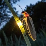 Fireflyy