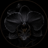 ORQUIDEA NEGRA