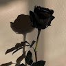 Black Kenia 
