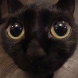 Deory (gato lloroso)