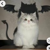 Saylin Raphaella Silva