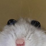 Moreemily